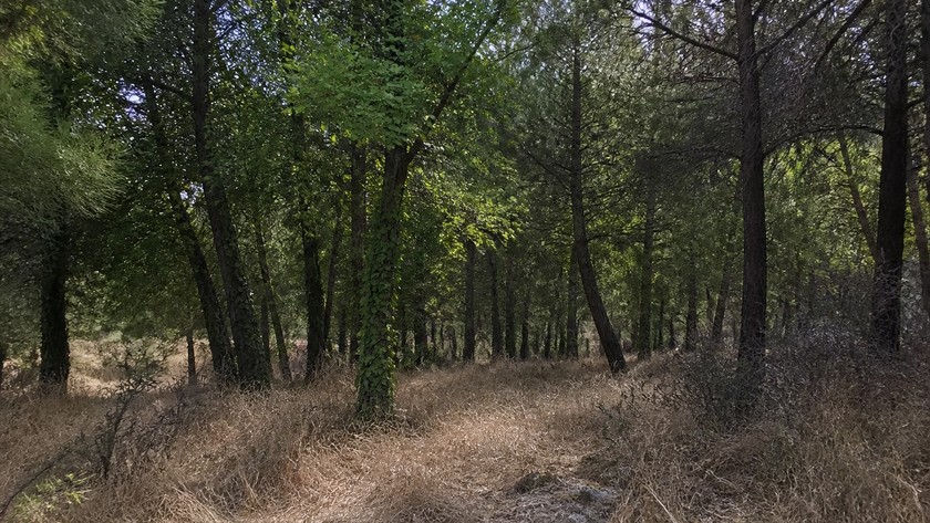 Sarnıç orman doğası
