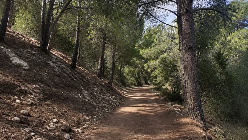 Sarnıç Piknik Alanı Rehberi: Gaziemir'de Orman Kenarı Kısa Mola